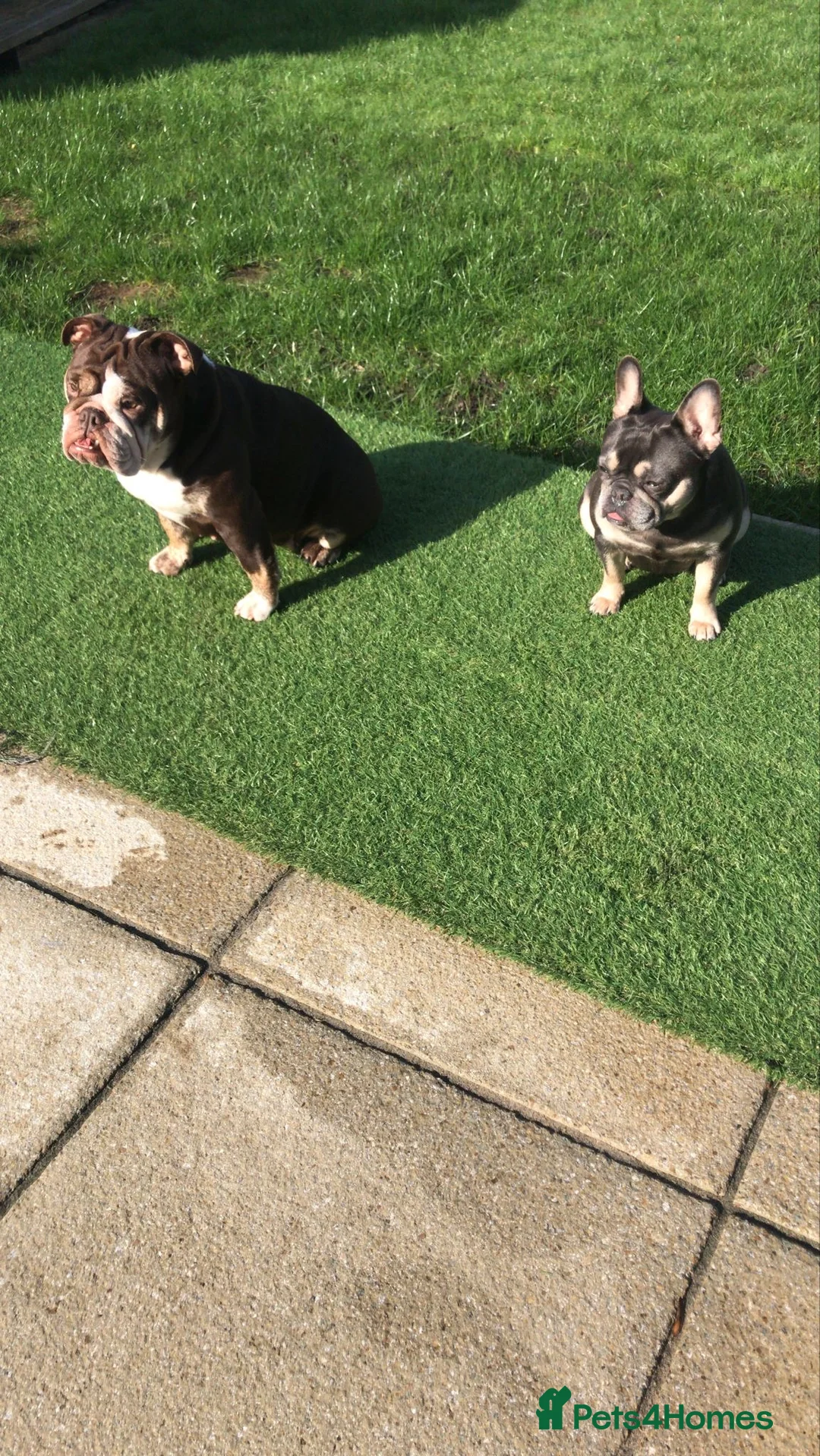 Mixed Breed dogs for sale: Cute duo best friends  in Berkhamsted - Advert 5