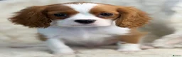 Cavalier King Charles Spaniel dogs for sale: Beautiful cavalier King Charles puppies  - Advert 4