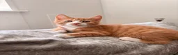 Mixed Breed cats for sale: Kittens for sale in Hounslow - Advert 2