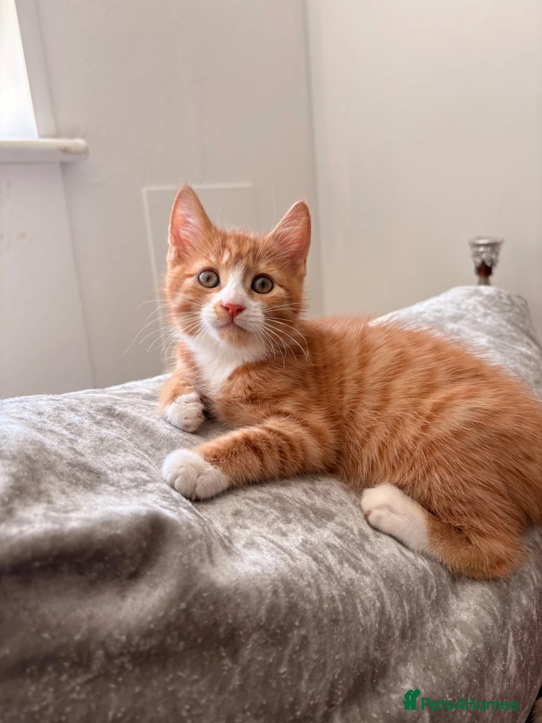 Mixed Breed cats for sale: Kittens for sale in Hounslow - Advert 2