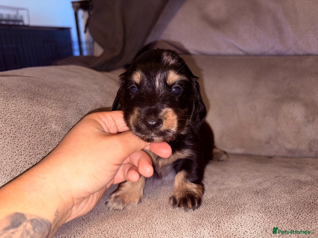 Miniature Dachshund dogs for sale: Miniature dachshund (long haired & short hair) - Image 2