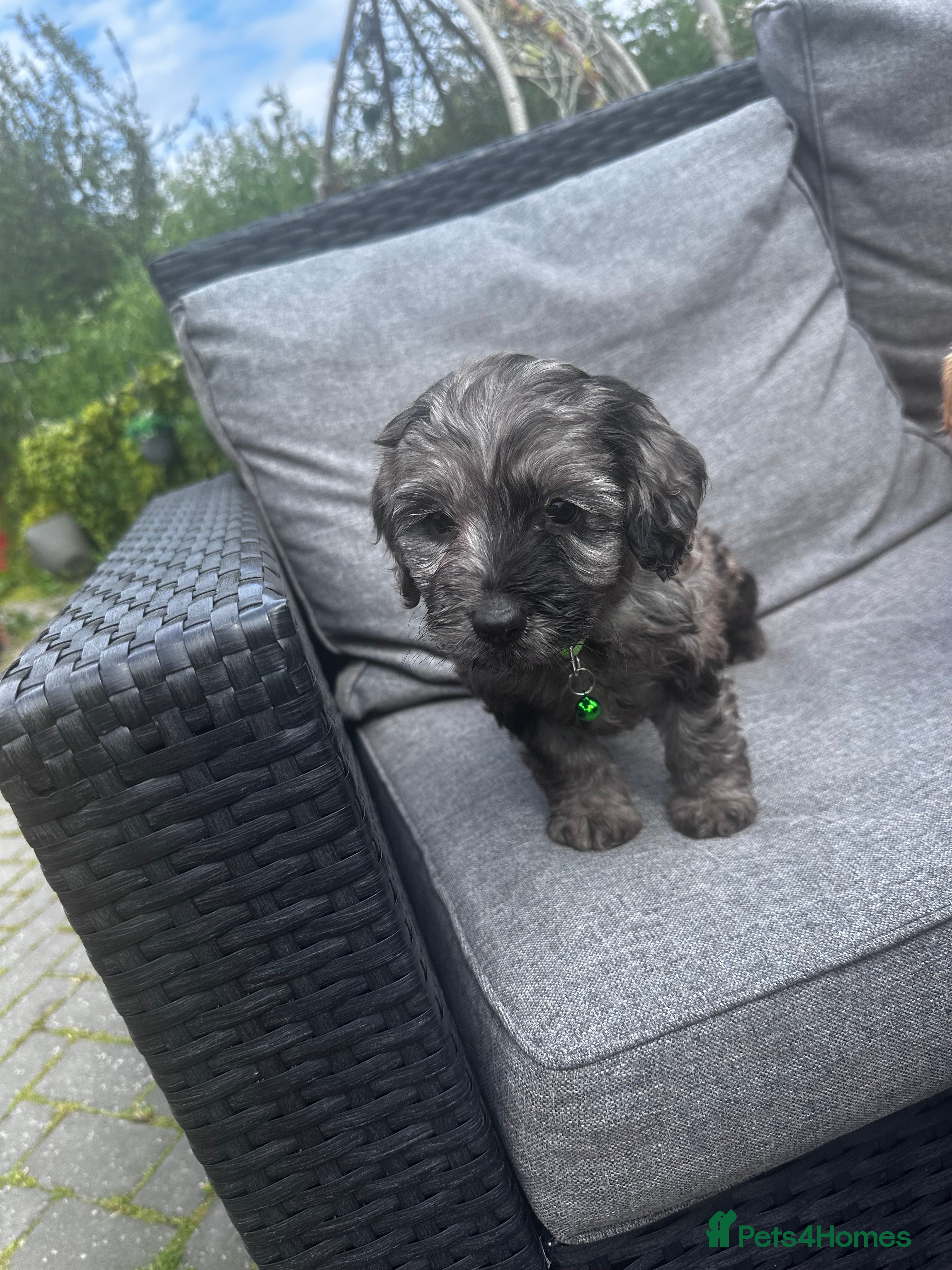 Cockapoo dogs Stunning Cockapoo puppies Merle  - Advert 2