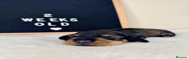 Miniature Dachshund Puppy 2