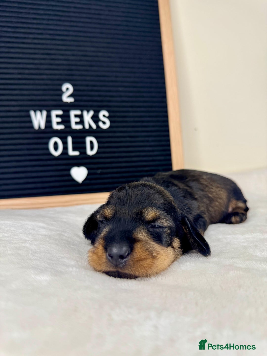 Miniature Dachshund dogs for sale: KC reg mini wires PRA LAFORA clear  - Advert 21