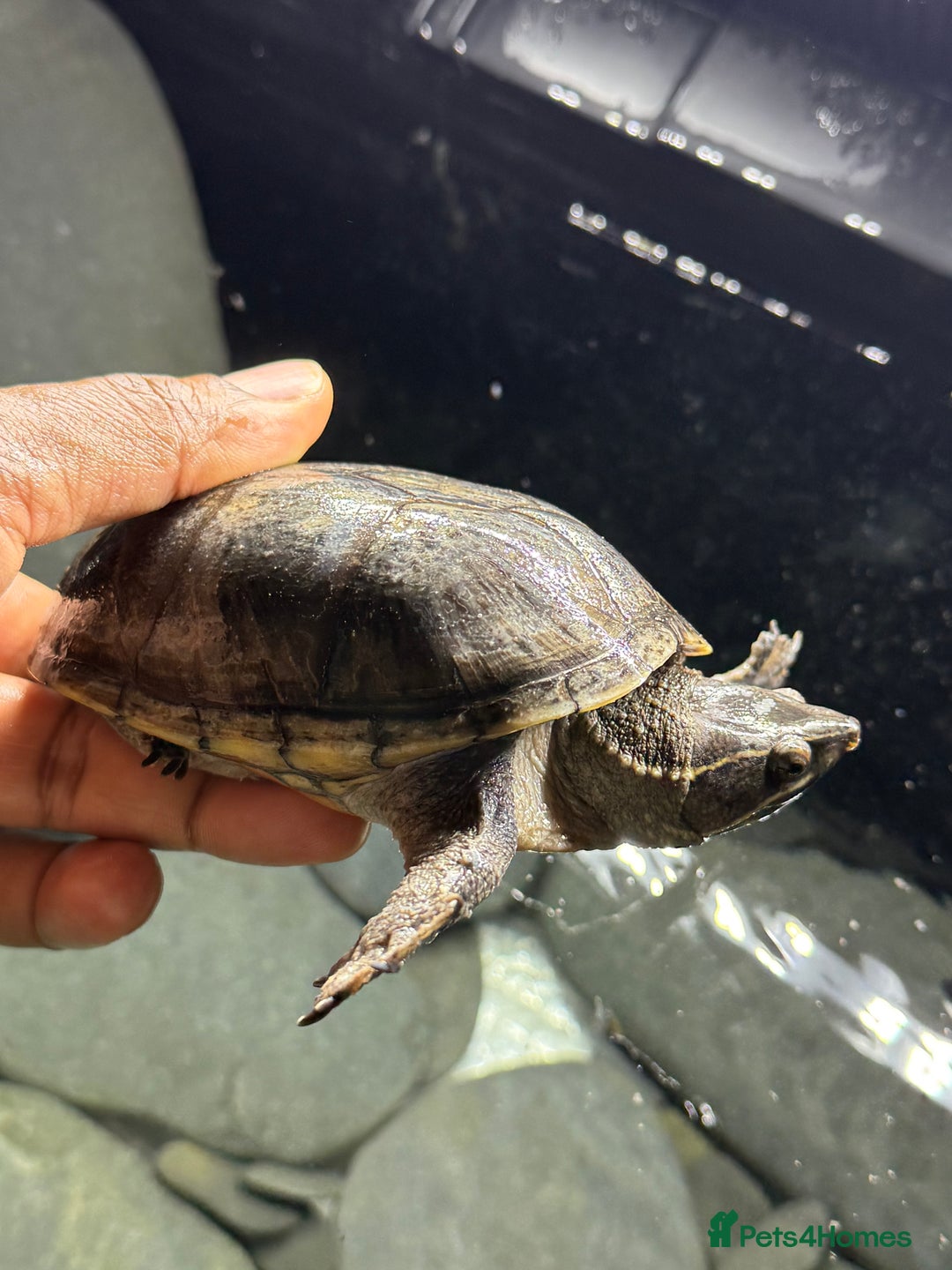 Turtle reptiles for sale: Common Musk Turtle + Full Tank Setup — £90 ONO - Image 2
