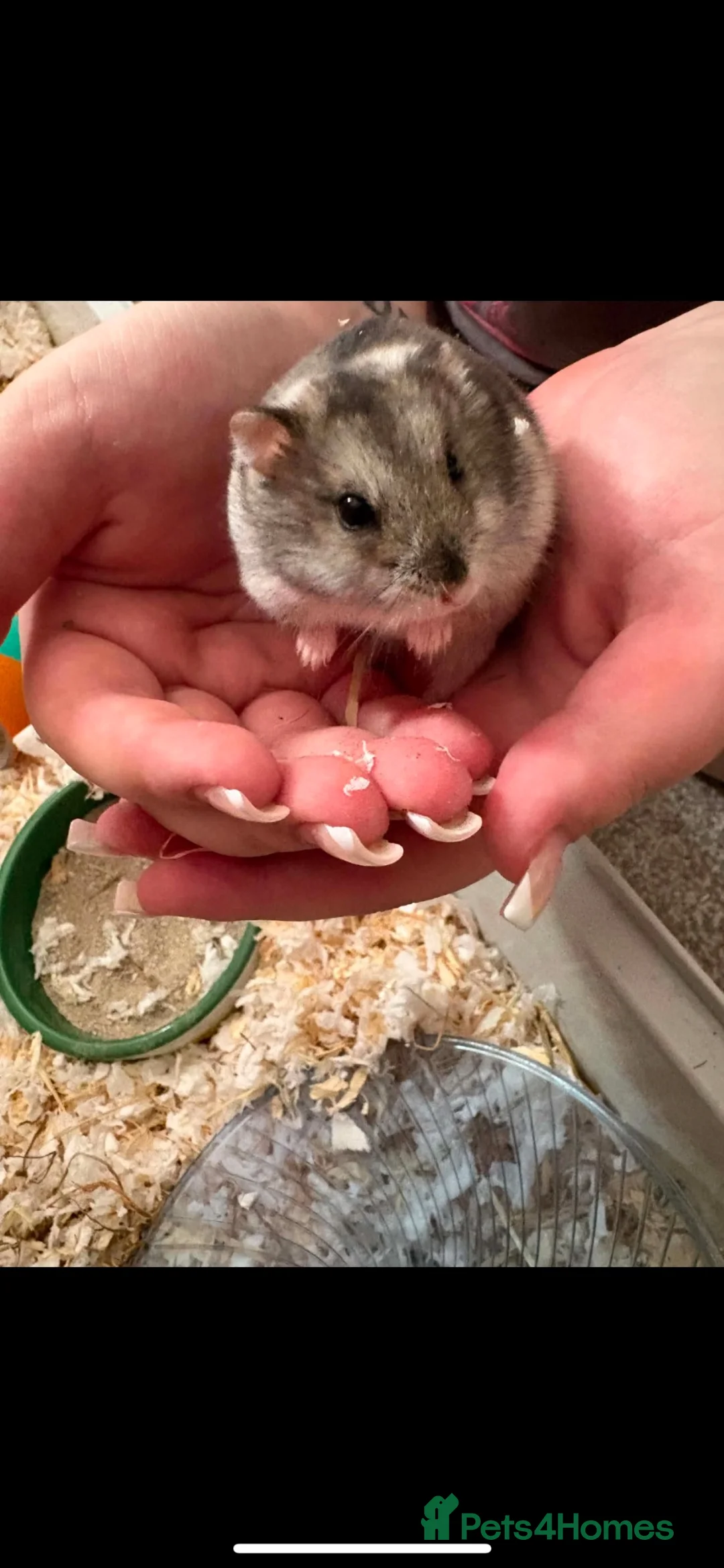 Hamster rodents for sale: Russian dwarf hamster  in Leeds - Advert 2