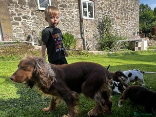 Cocker Spaniel dogs Gorgeous cocker spaniel puppies - Advert 3