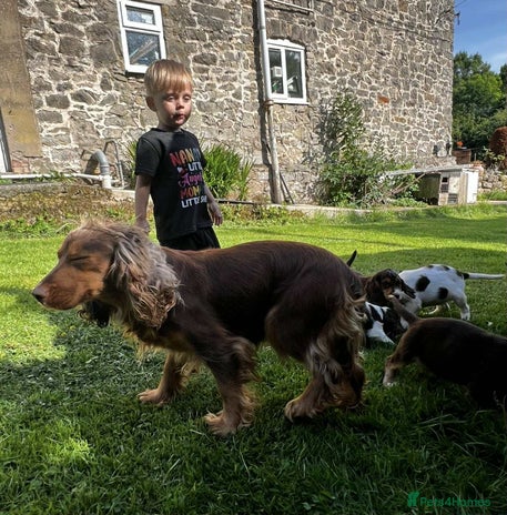 Cocker Spaniel dogs Gorgeous cocker spaniel puppies - Advert 1