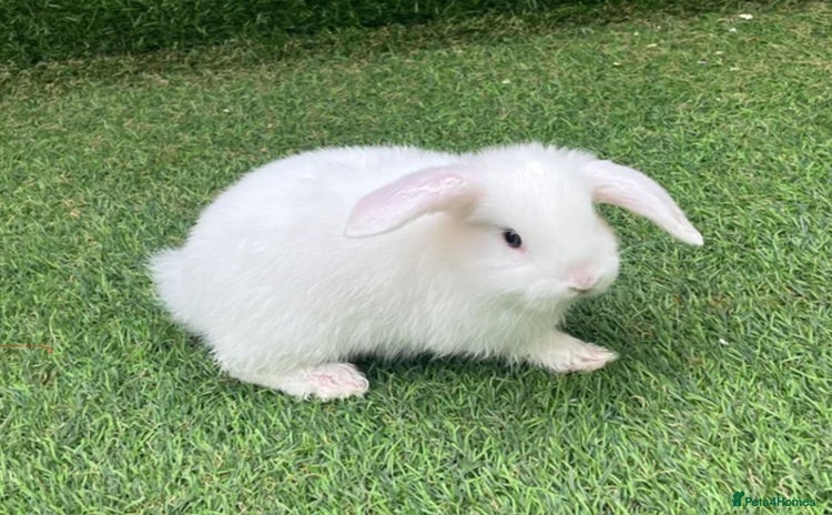 Dwarf Lop rabbits - Advert 14