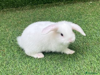 Dwarf Lop rabbits - Advert 24