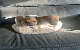 Jack Russell dogs for sale: Jack Russell pups  - Image 3