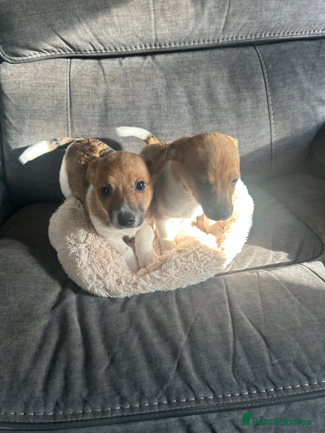 Jack Russell dogs for sale: Jack Russell pups  - Image 3