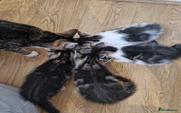 Mixed Breed cats for sale: 🐾 Rory & Charlie – Bengal Mix Boys 🐾 - Image 4