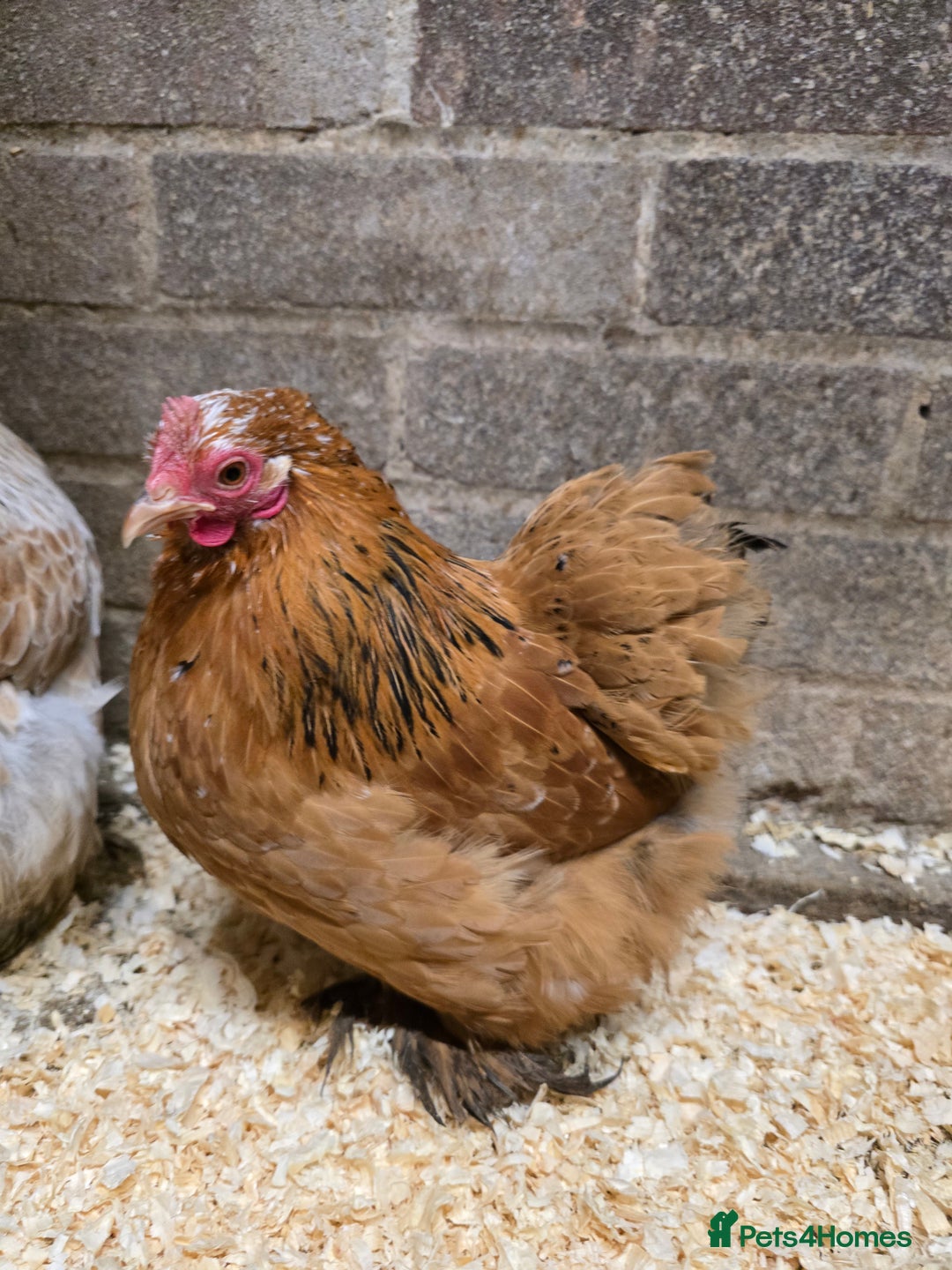 Chickens poultry for sale: Pekin Bantam Pullets POL  - Advert 7