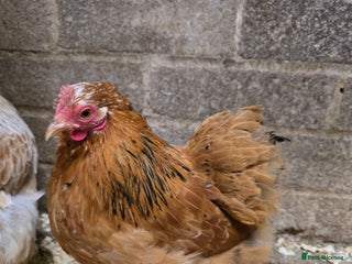 Chickens poultry Pekin Bantam Pullets POL - Advert 17