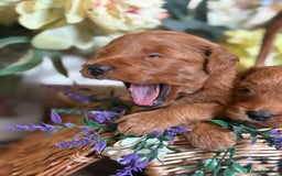 Mini Goldendoodle dogs for sale: Health tested Minature dark red/golden doodles  - Image 3
