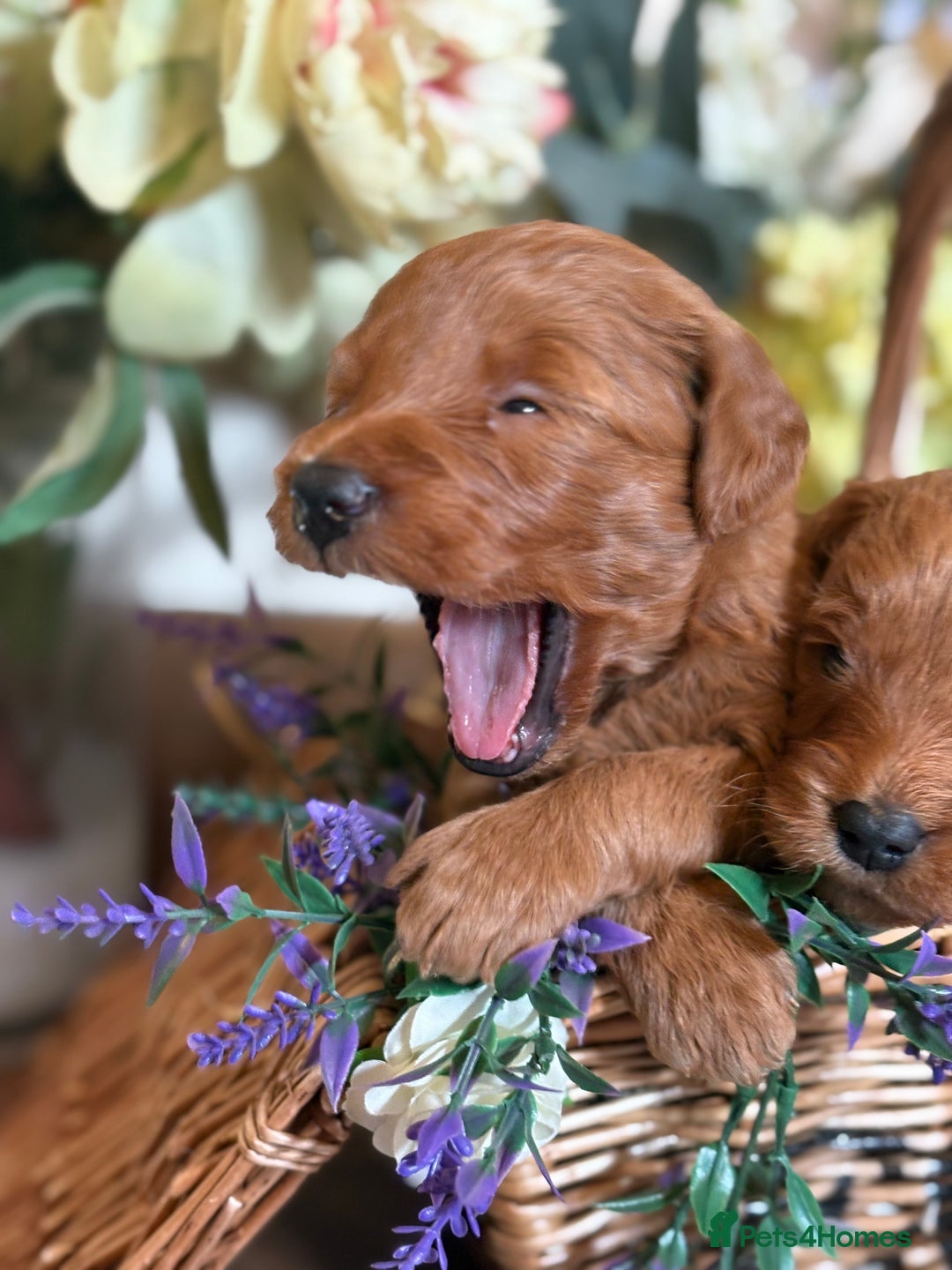 Mini Goldendoodle dogs for sale: Health tested Minature dark red/golden doodles  - Image 3