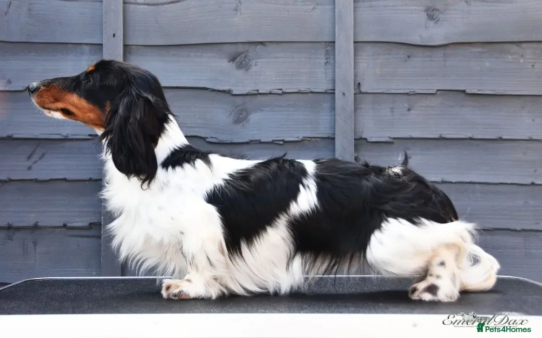 Miniature Dachshund dogs for stud: Miniature Black and Tan Piebald Stud in Rochford - Advert 2