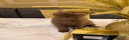 British Shorthair cats for sale: *REDUCED* British Shorthair Kittens in chocolate  - Advert 21