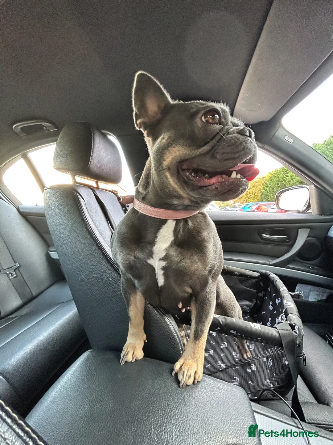 French Bulldog dogs for sale: This is Dolly-May - Advert 18