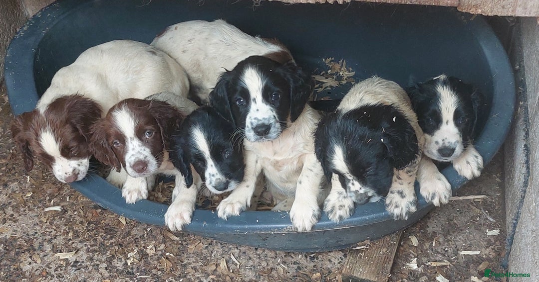 English Springer Spaniel dogs for sale: Springer spaniel pups  - Image 7