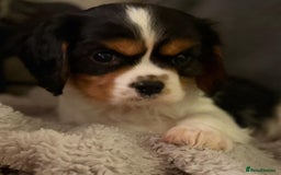 Cavalier King Charles Spaniel dogs for sale: Cavalier Pups  - Image 6