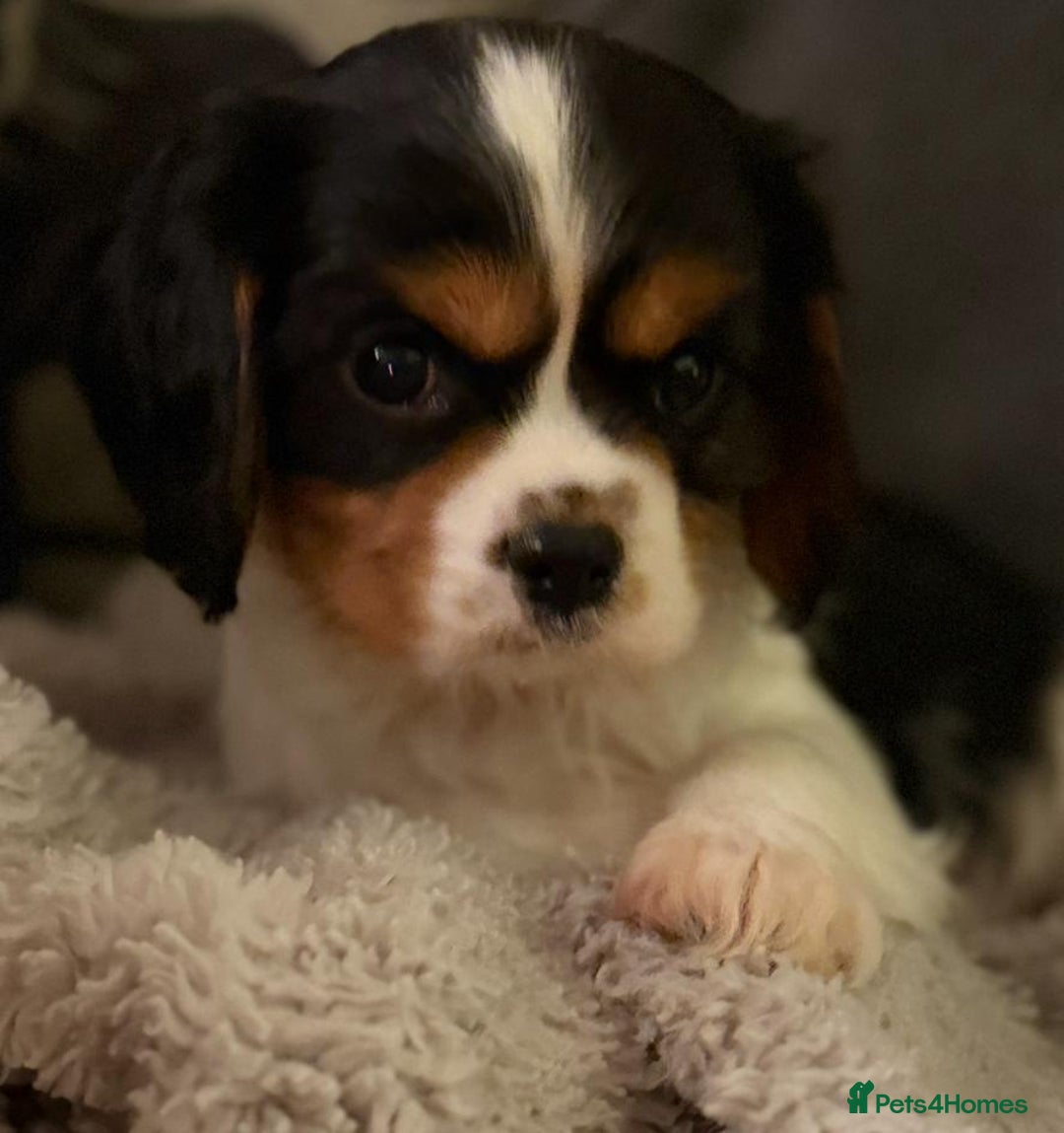 Cavalier King Charles Spaniel dogs for sale: Cavalier Pups  - Image 6