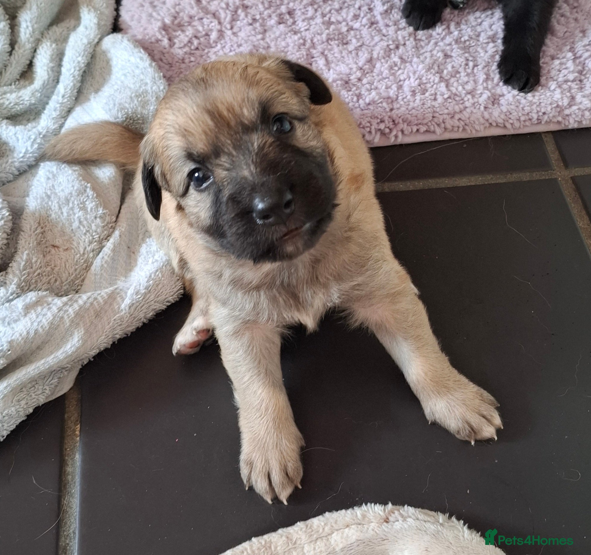 Sheprador dogs K.C registered German Shepherd × Labrodore pups  - Advert 1