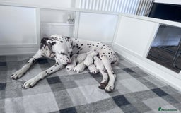 Dalmatian dogs for sale: 🐶 Stunning Dalmatian Puppies – Ready - Image 2