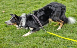 Border Collie dogs for stud: *STUD* Merlin - Image 10