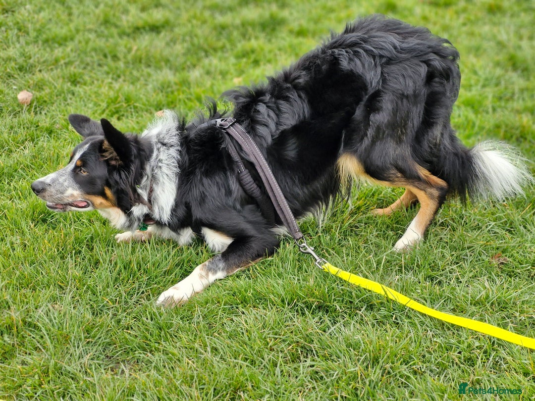 Border Collie dogs for stud: *STUD* Merlin - Image 10