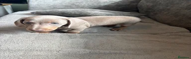 Miniature Dachshund 1