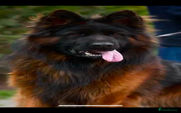 German Shepherd dogs for sale: Stunning Pedigree German Shepherd Puppies - Image 20