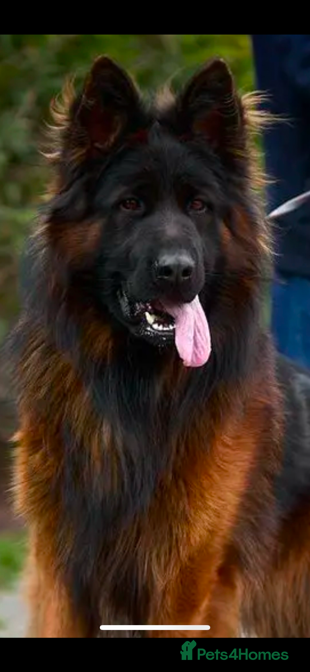 German Shepherd dogs for sale: Stunning Pedigree German Shepherd Puppies - Image 20