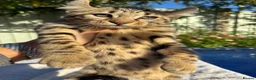 Keetso cats for sale: Awesome rare silver polydactyl female  - Advert 11