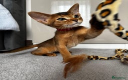 Abyssinian cats for sale: Nice Pure Abyssinian Kittens - Image 25