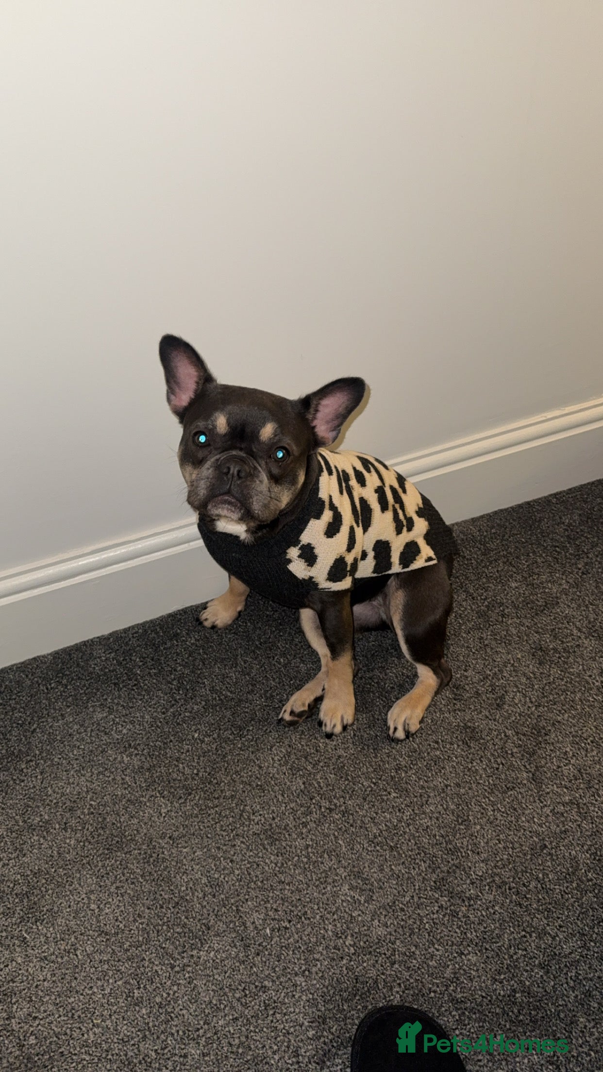 French Bulldog dogs french bulldog - Advert 12