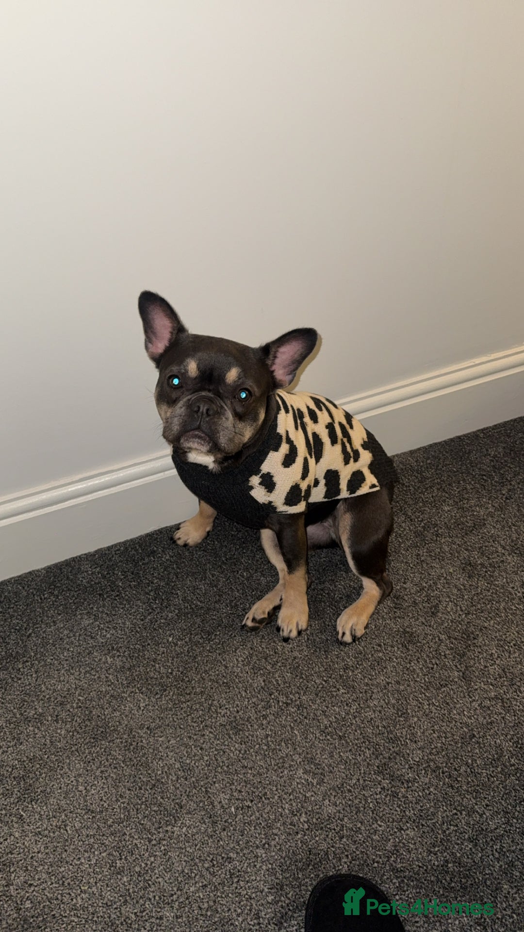 French Bulldog dogs for sale: french bulldog - Advert 1