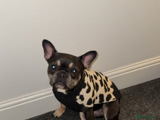 French Bulldog dogs french bulldog - Advert 1