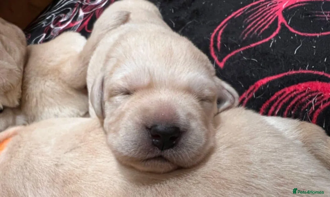 Labrador Retriever dogs for sale: ❤️ Labrador puppies 🖤 - Advert 6