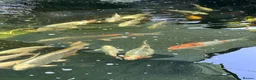 Koi Carp fish for sale: Various koi carp - Advert 3
