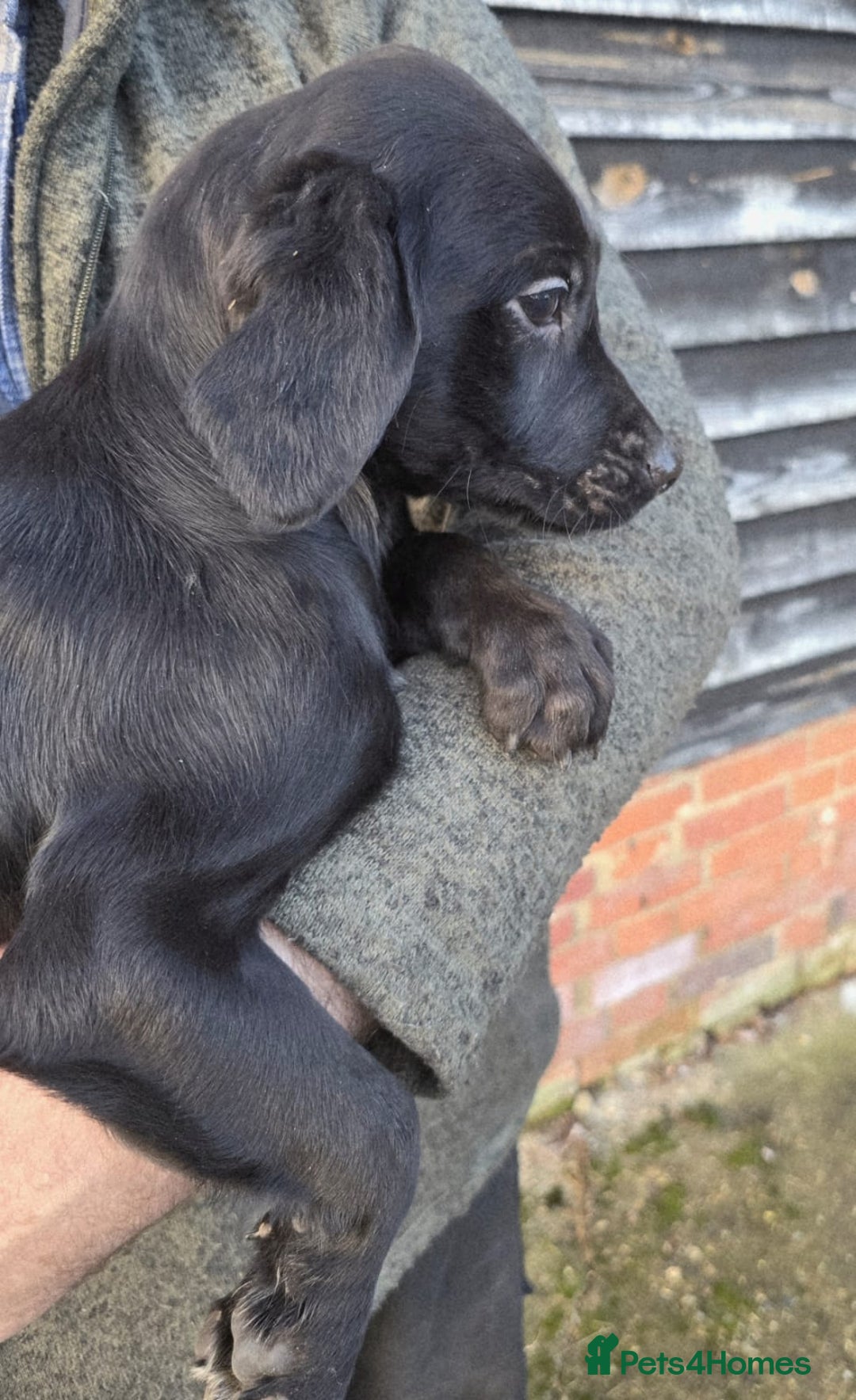 Springador dogs for sale: Adorable springerdor puppies - Advert 4