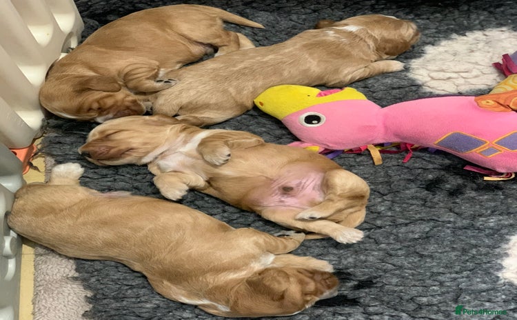 Cocker Spaniel dogs - Advert 2