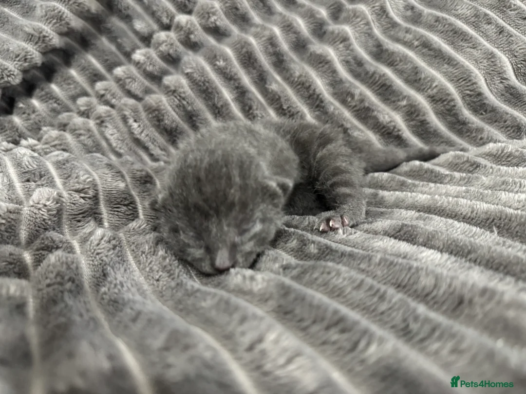 Mixed Breed cats for sale: TWO KITTENS LEFT!!! in Stoke-on-Trent - Advert 14