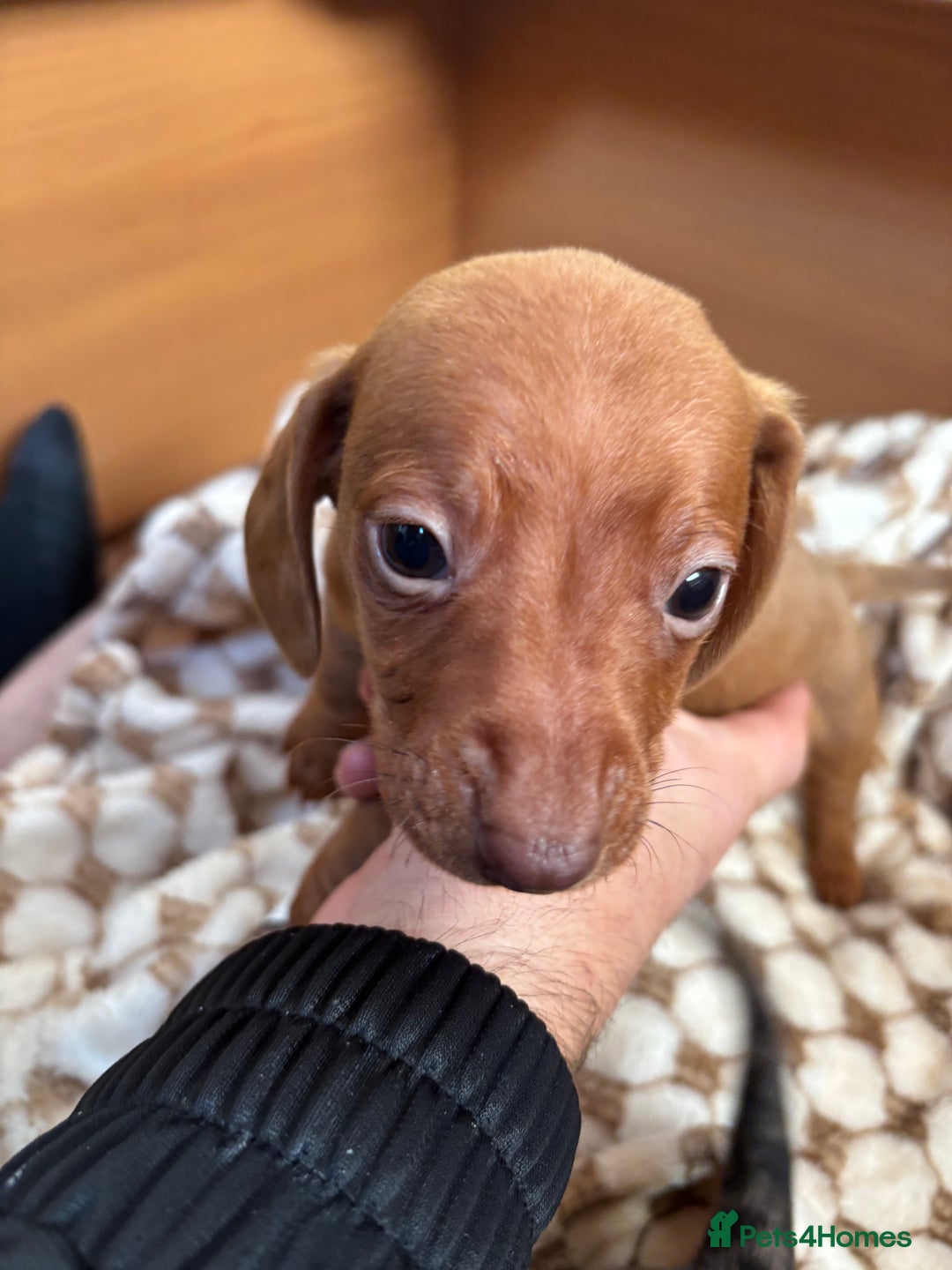 Dachshund dogs for sale: Dachshund puppies  - Advert 8