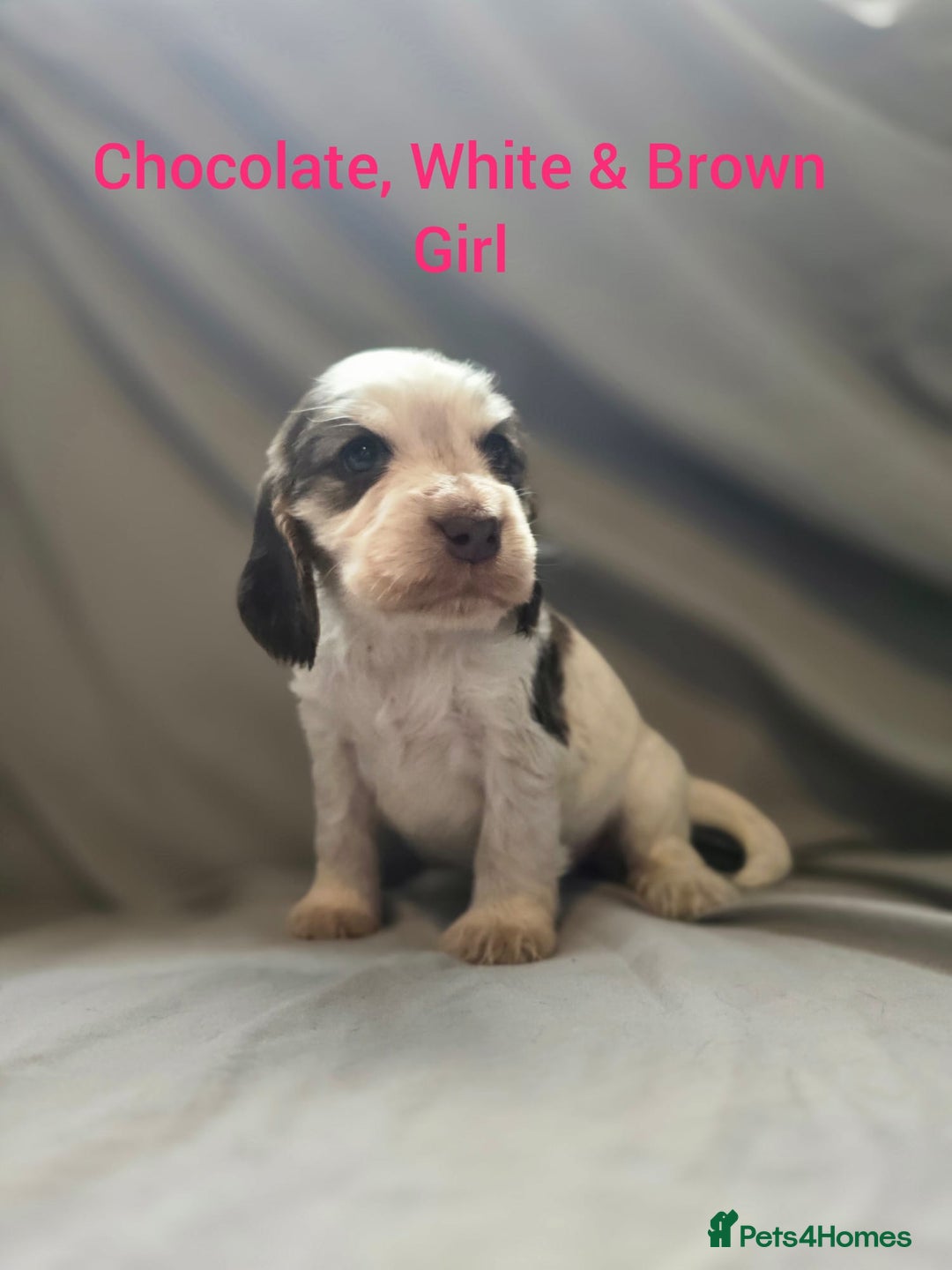 Cocker Spaniel dogs for sale: Rainbow Kennel Club  - Image 4