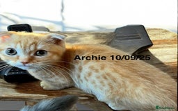 Munchkin cats for sale: Exceptional Quality & Extremely Rare Silver Minuet - Image 15