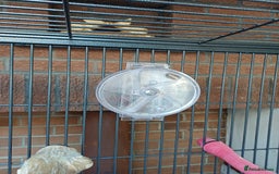 Macaws birds for sale: Blue & Gold Macaw For Sale - Image 36