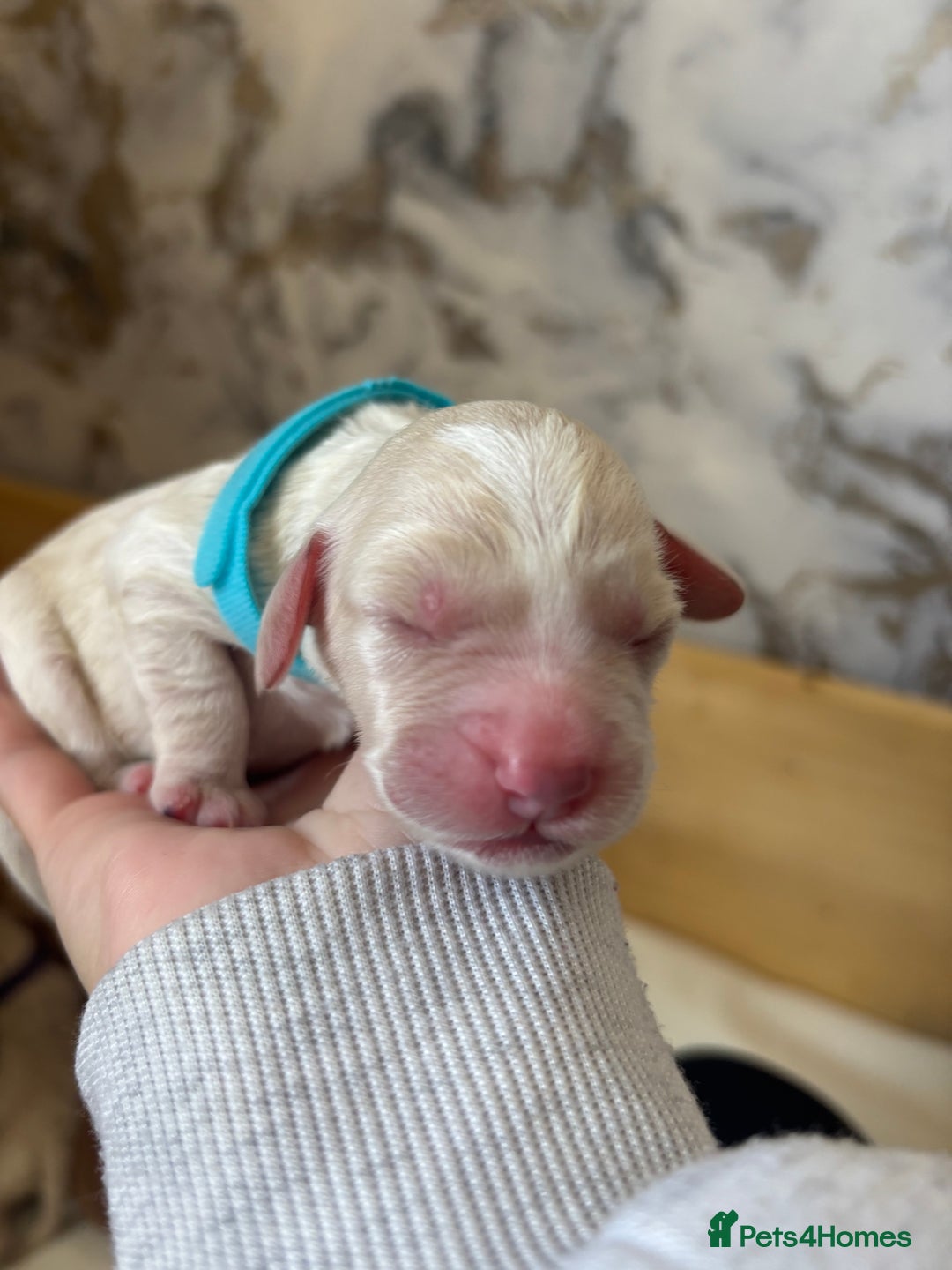 Cockapoo dogs for sale: Cockapoo puppies for sale- extensive DNA tested - Image 8