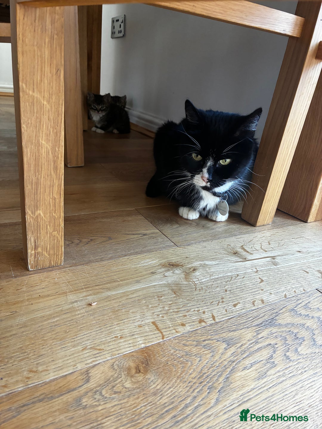 Mixed Breed cats for sale: 4 male kittens  - Advert 8